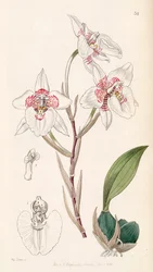 Rhynchostele cervantesii (als syn. Odontoglossum membranaceum)